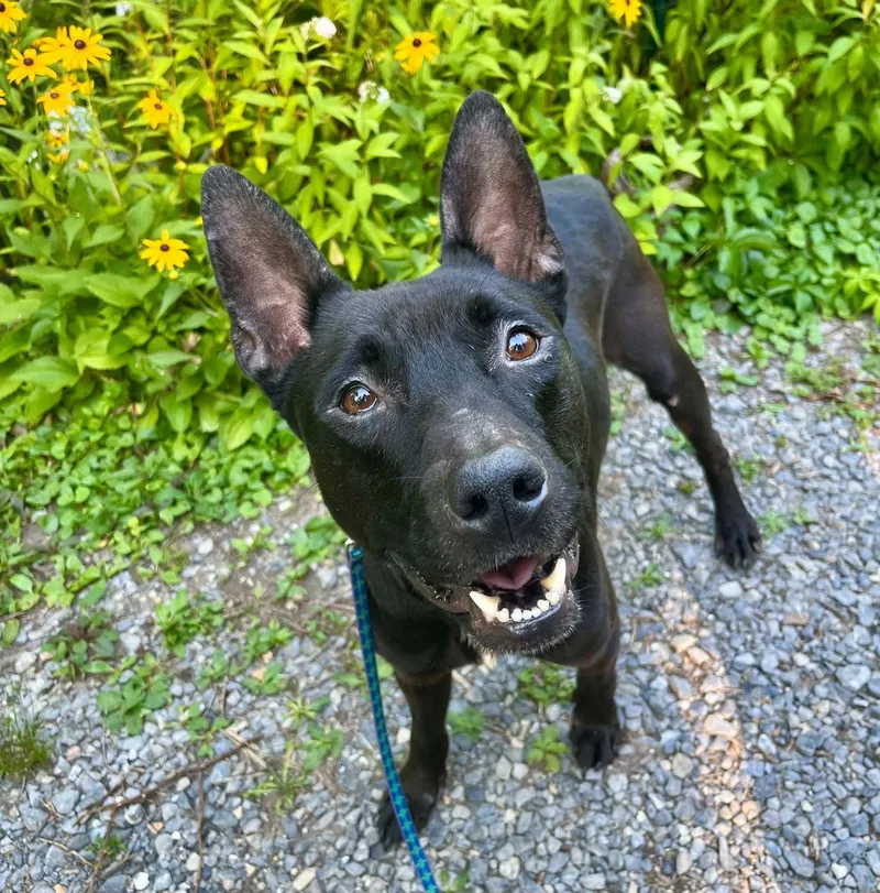 Porter