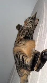 A young medium-sized female Tabby (Brown / Chocolate) Tabby cat named Joy and Milan for adoption in New York, NY