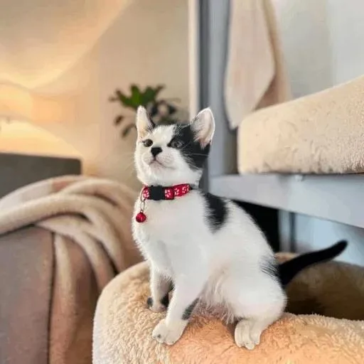 A baby medium-sized female Black Domestic Short Hair cat named Harley for adoption in Fort Worth, TX