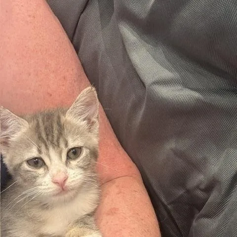 A baby medium-sized female Gray / Blue / Silver Domestic Short Hair cat named Tiki Kiti for adoption in Sedalia, CO