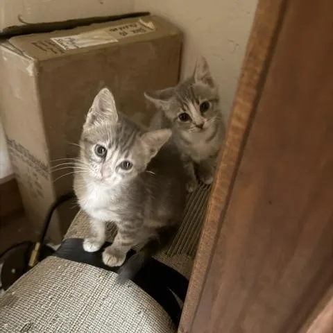 Tiki Kiti thumbnail 3