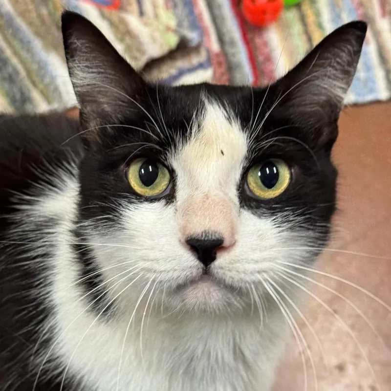 A senior large-sized male White Domestic Short Hair cat named Matchi for adoption in Santa Barbara, CA