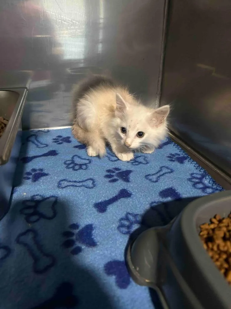 A baby small-sized male American Shorthair cat named Max for adoption in Glen Rose, TX