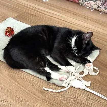 An adult medium-sized female Domestic Short Hair cat named Lissy for adoption in Washington, DC