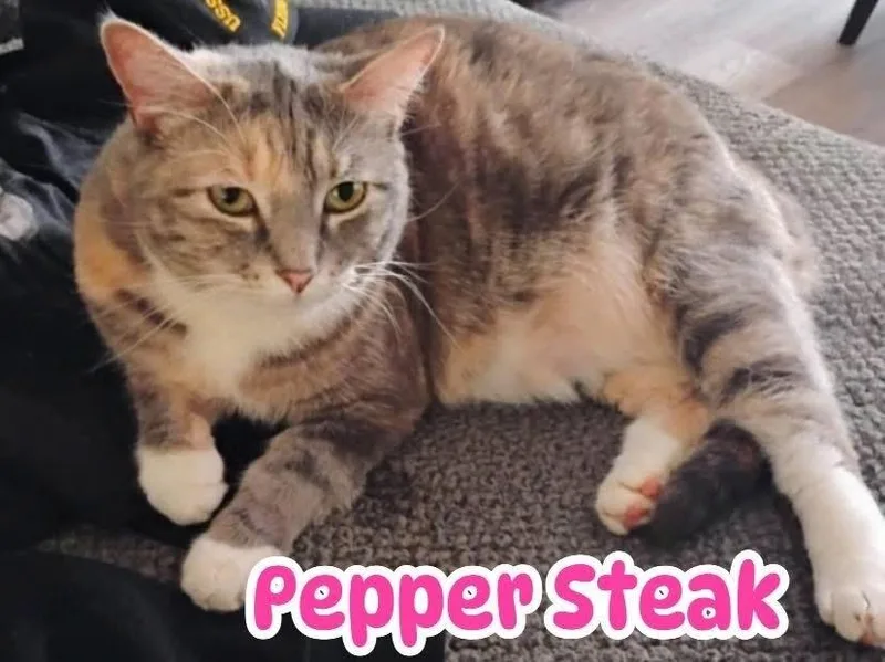 An adult large-sized female Domestic Short Hair cat named Pepper Steak for adoption in Clarksville, TN