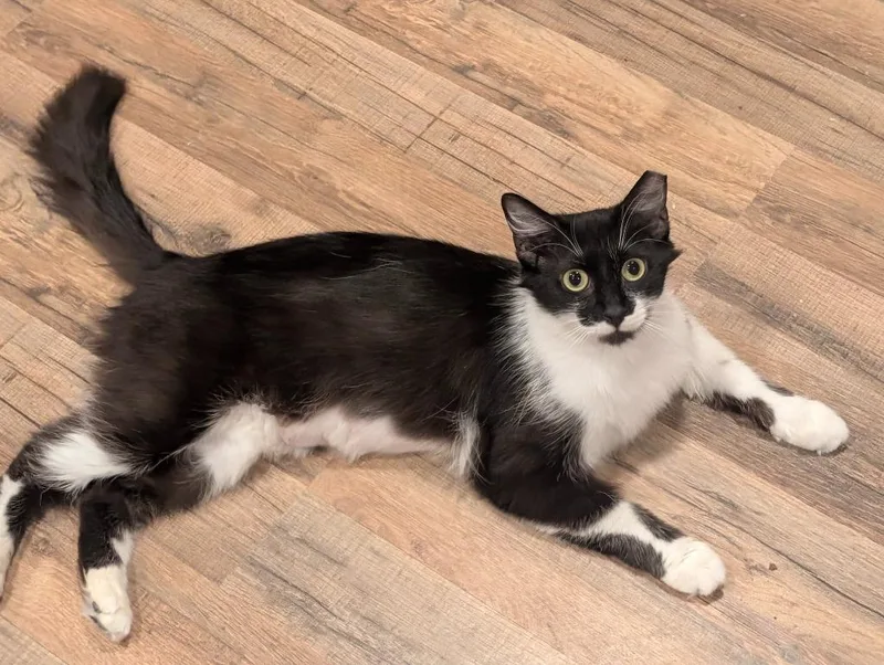 A young medium-sized female Domestic Medium Hair cat named Diana for adoption in Grovetown, GA