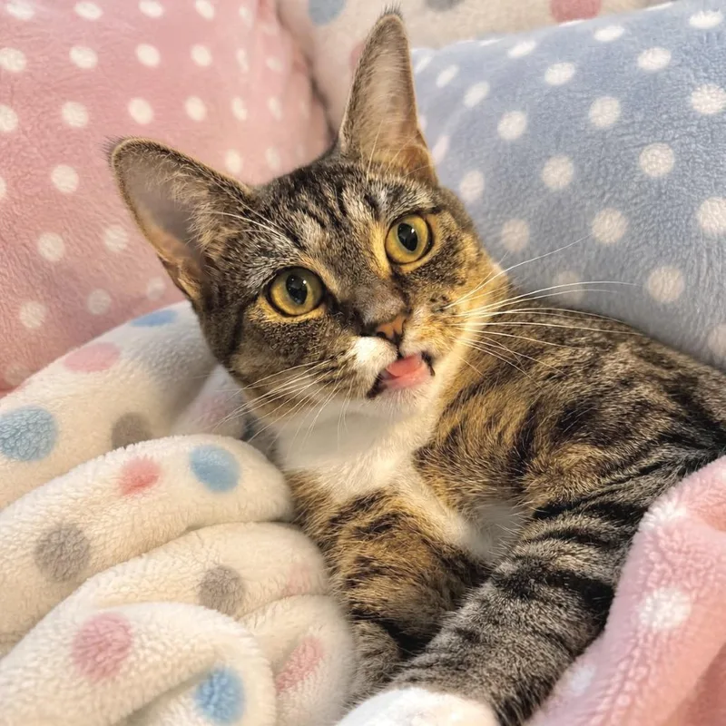 A young medium-sized female Brown / Chocolate Domestic Short Hair cat named Kerrygold for adoption in Chapel Hill, NC