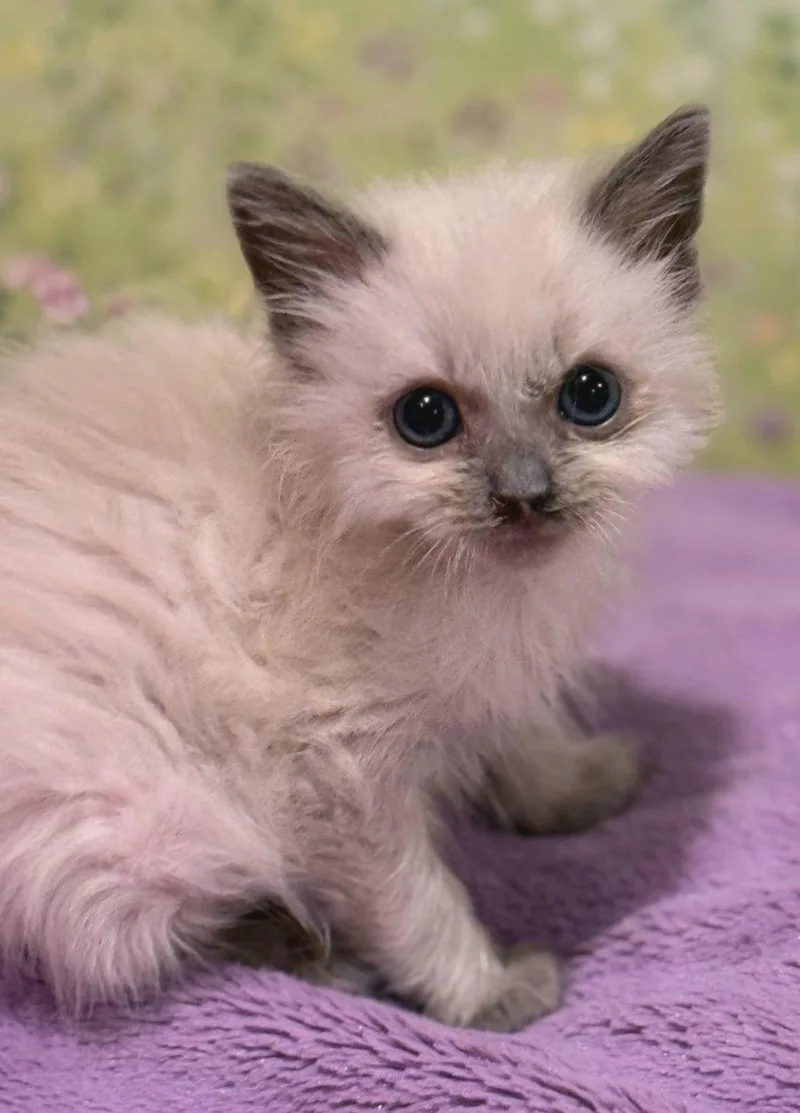 A baby medium-sized female Buff / Tan / Fawn Siamese cat named Kelsie for adoption in Campbell, CA