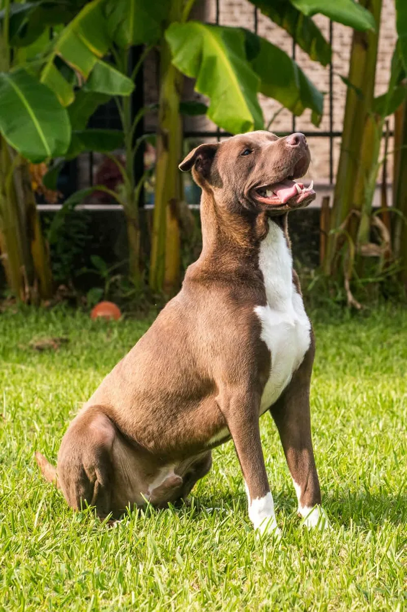 A young medium-sized male Brown / Chocolate American Staffordshire Terrier dog named Kodiak for adoption in Tomball, TX