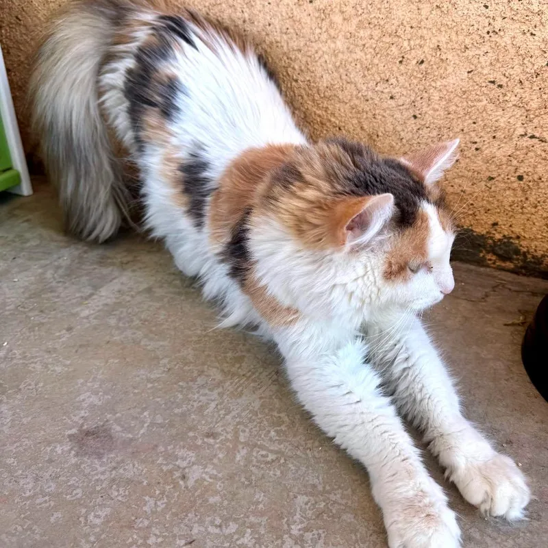 An adult medium-sized female Domestic Long Hair cat named Princess Lea for adoption in Los Angeles, CA
