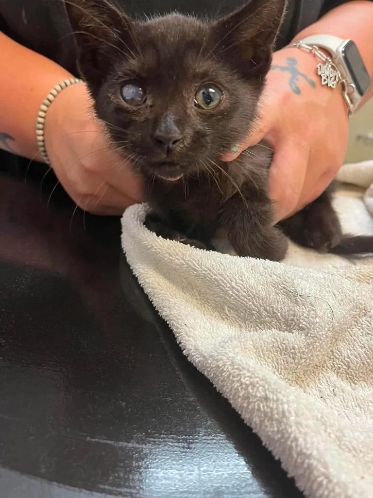 A baby small-sized male Domestic Short Hair cat named Dugi for adoption in New Braunfels, TX