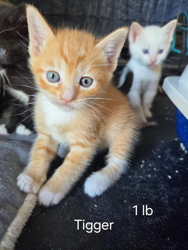 A baby small-sized female Domestic Short Hair cat named Tigger for adoption in Dixon, CA