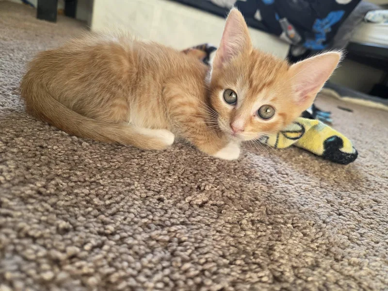 Tigger thumbnail 2