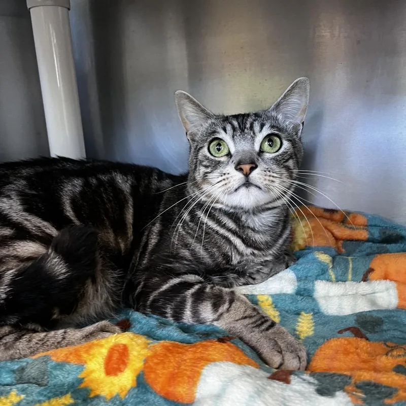 A young large-sized male Gray / Blue / Silver American Shorthair cat named Grogu for adoption in Keizer, OR