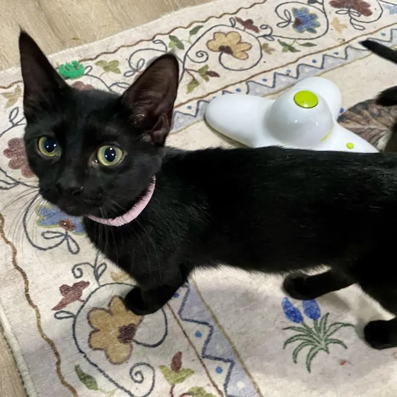A baby small-sized female Black Domestic Short Hair cat named Kelley for adoption in Denison, TX