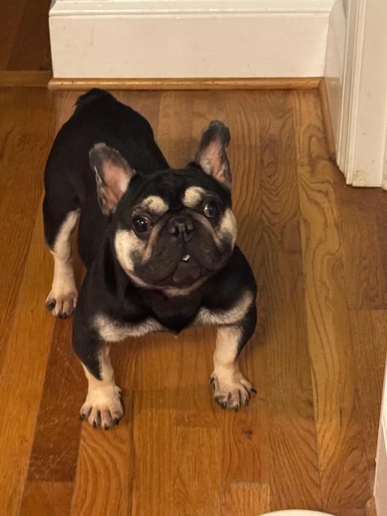 An adult medium-sized male French Bulldog dog named Cosmo for adoption in Newnan, GA