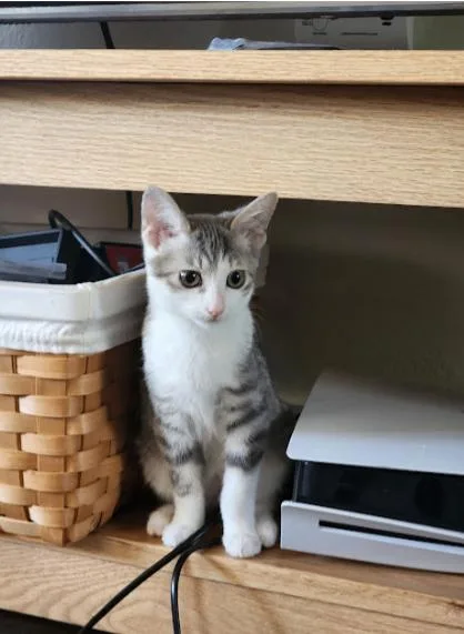 A young medium-sized female Gray / Blue / Silver Domestic Short Hair cat named Cilantro for adoption in Fort Collins, CO