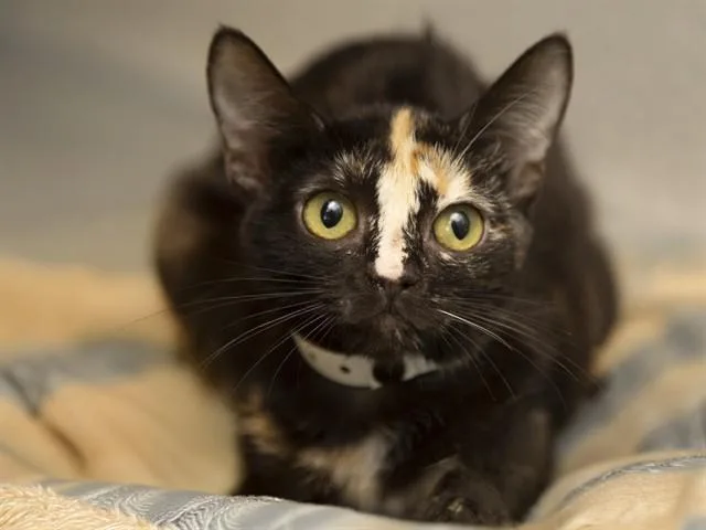 A young small-sized female Domestic Short Hair cat named Miranda for adoption in Phoenix, AZ