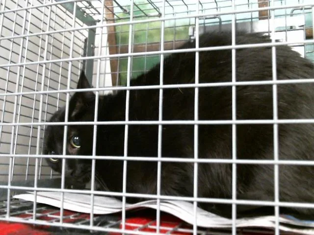 An adult large-sized male Domestic Short Hair cat named Vampi for adoption in Houston, TX