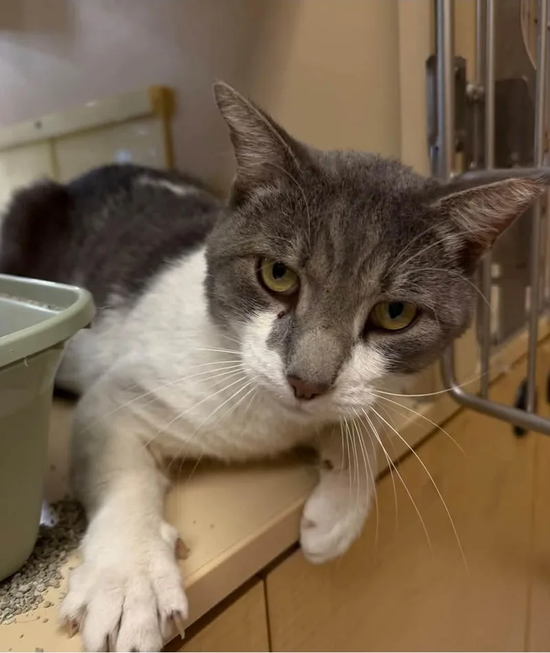 An adult medium-sized male Domestic Short Hair cat named Simba for adoption in Reno, NV