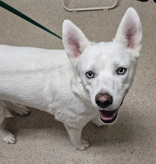An adult large-sized female Husky dog named Arya for adoption in Bakersfield, CA