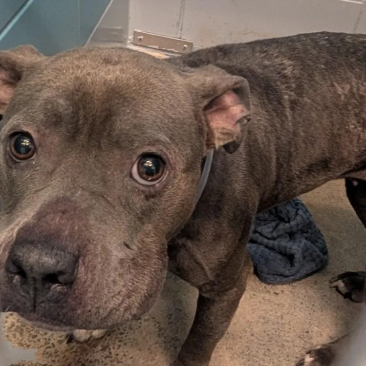 An adult medium-sized female Staffordshire Bull Terrier dog named September for adoption in Houston, TX