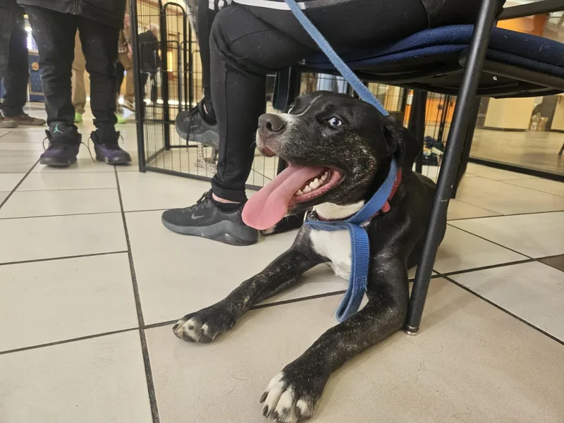 A young medium-sized female Bicolor Pit Bull Terrier dog named Star for adoption in tannersville, PA