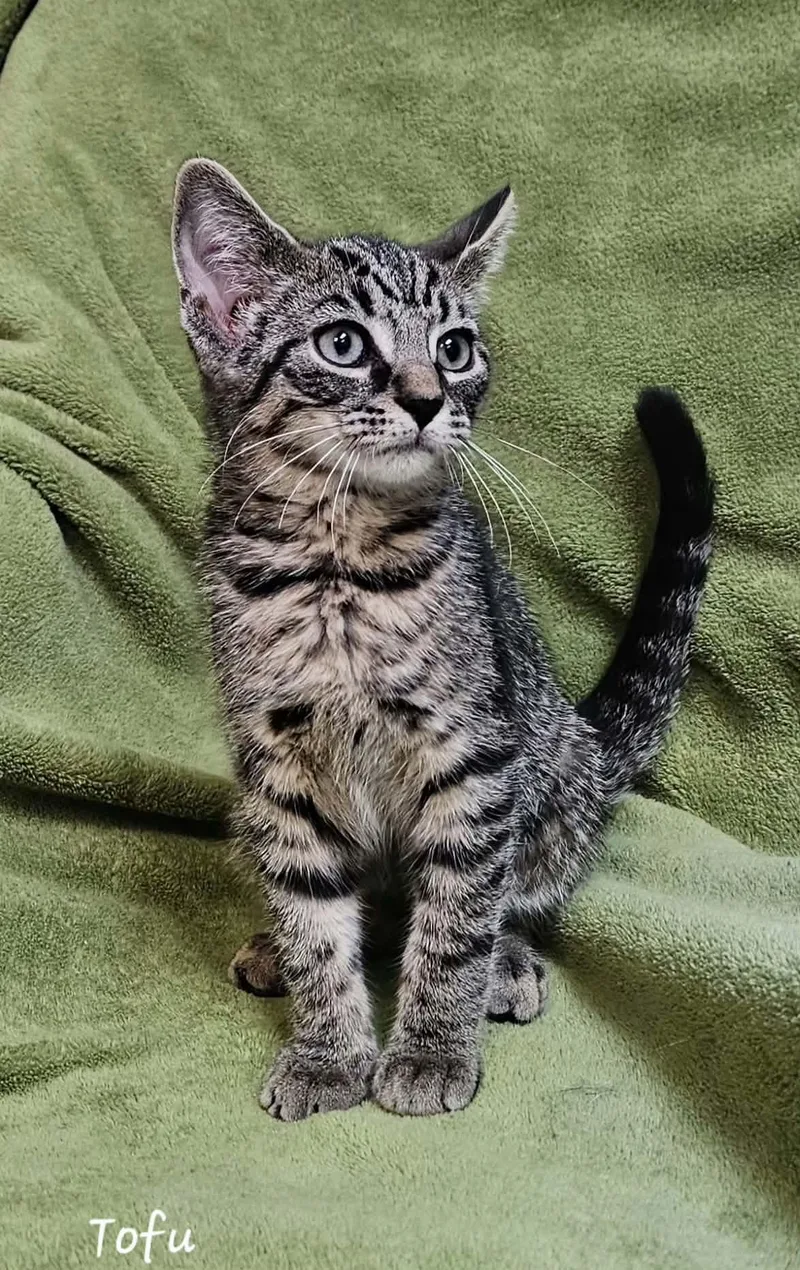 A baby medium-sized male Tabby (Brown / Chocolate) Domestic Short Hair cat named Tofu for adoption in Wapakoneta, OH