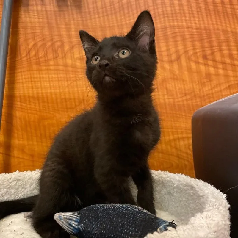 A young medium-sized male Domestic Short Hair cat named Reuben for adoption in Roanoke, VA