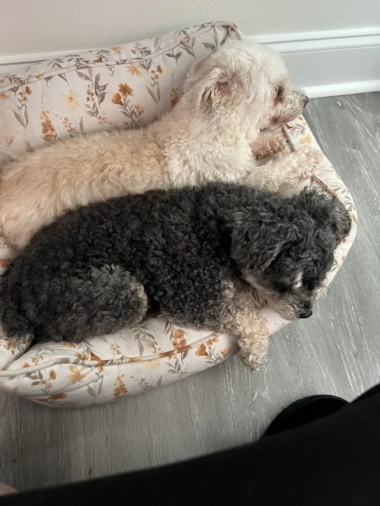 A senior small-sized male Poodle dog named Willow for adoption in New Orleans, LA