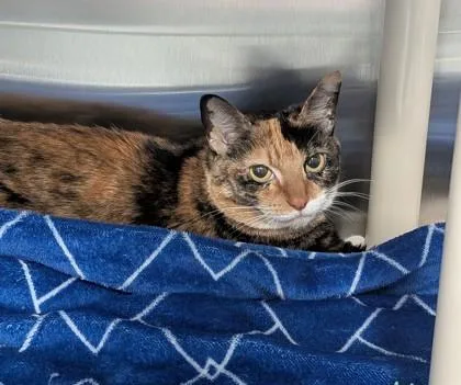 An adult small-sized female Domestic Short Hair cat named Darla for adoption in Missoula, MT