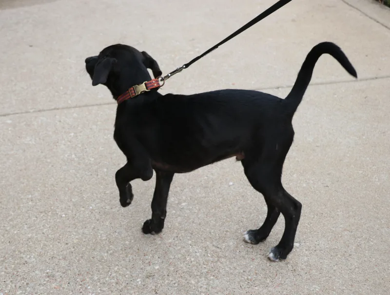 A baby medium-sized male Black Terrier dog named Jaxson for adoption in Pflugerville, TX