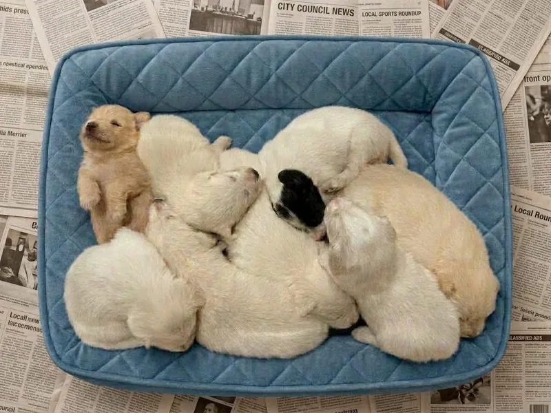 A baby medium-sized female Labrador Retriever dog named GG and her  for adoption in Blairstown, NJ