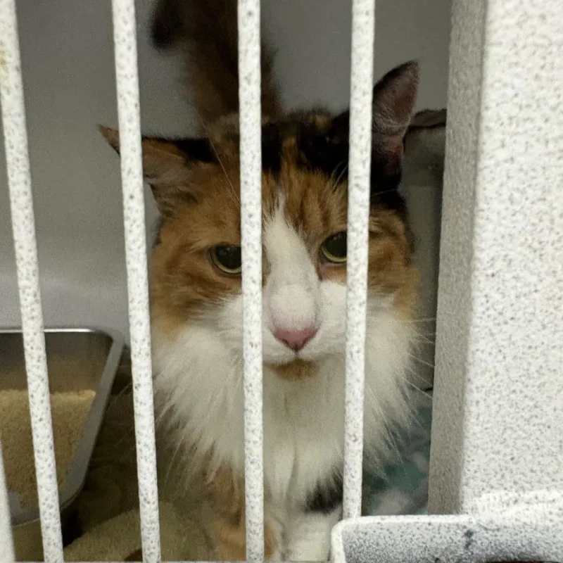 A senior large-sized female Calico Domestic Long Hair cat named Callie for adoption in Dover, NH