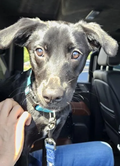 A young medium-sized male Mixed Breed dog named Horace Hughorn for adoption in Chamblee, GA