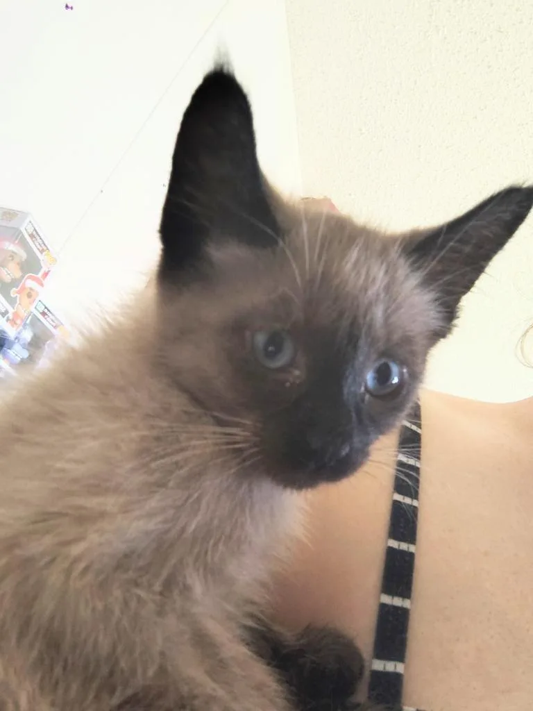 A baby small-sized male Siamese cat named Kiwi Fruit for adoption in New Braunfels, TX