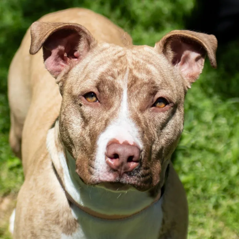 A young medium-sized female Yellow / Tan / Blond / Fawn Pit Bull Terrier dog named Blossom for adoption in Middletown, RI