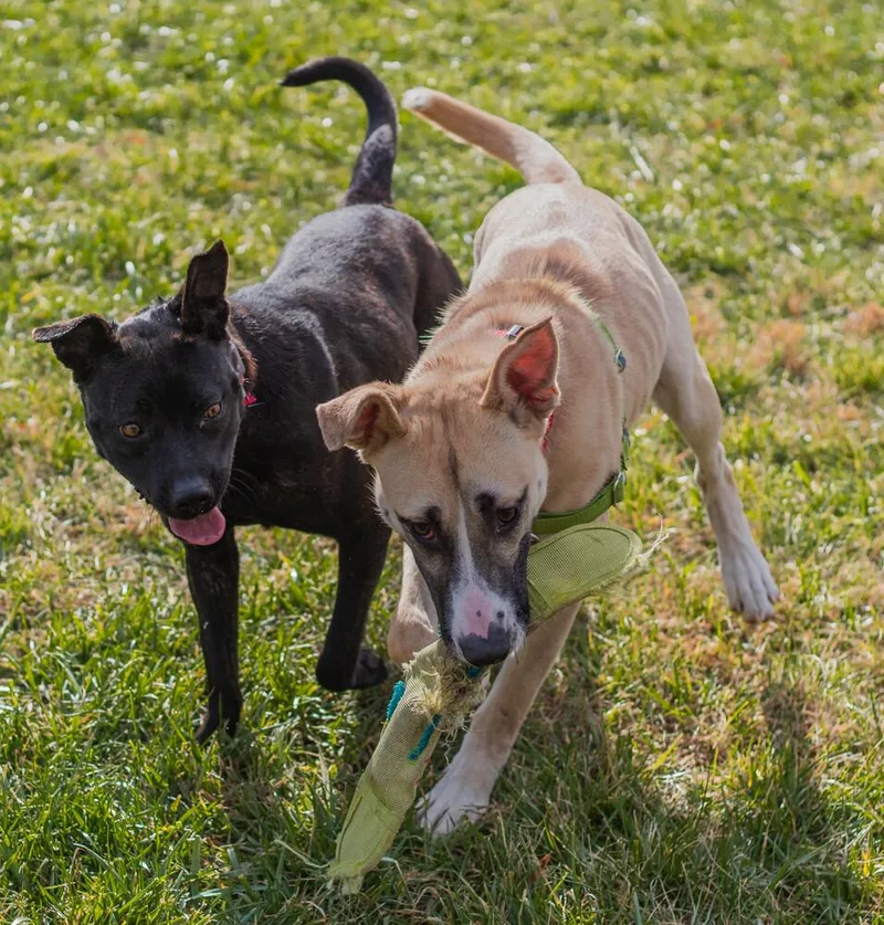 Rosemary thumbnail 2