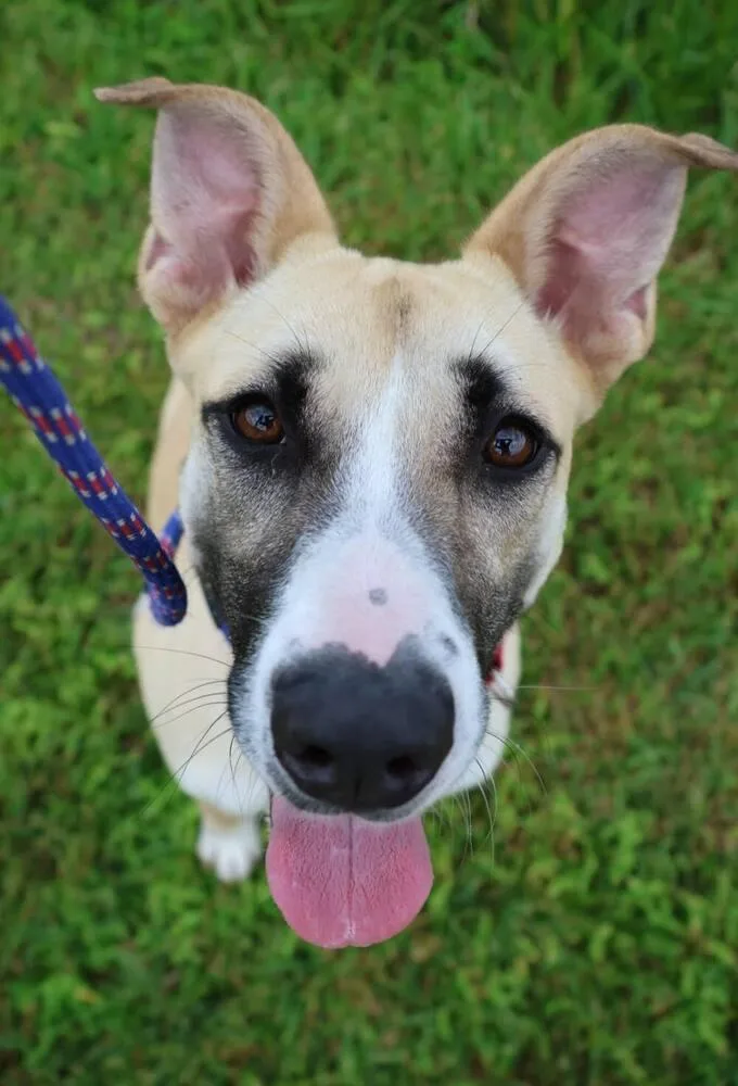 Rosemary thumbnail 3