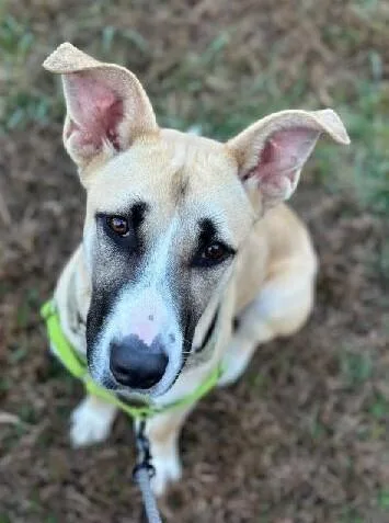 Rosemary thumbnail 5