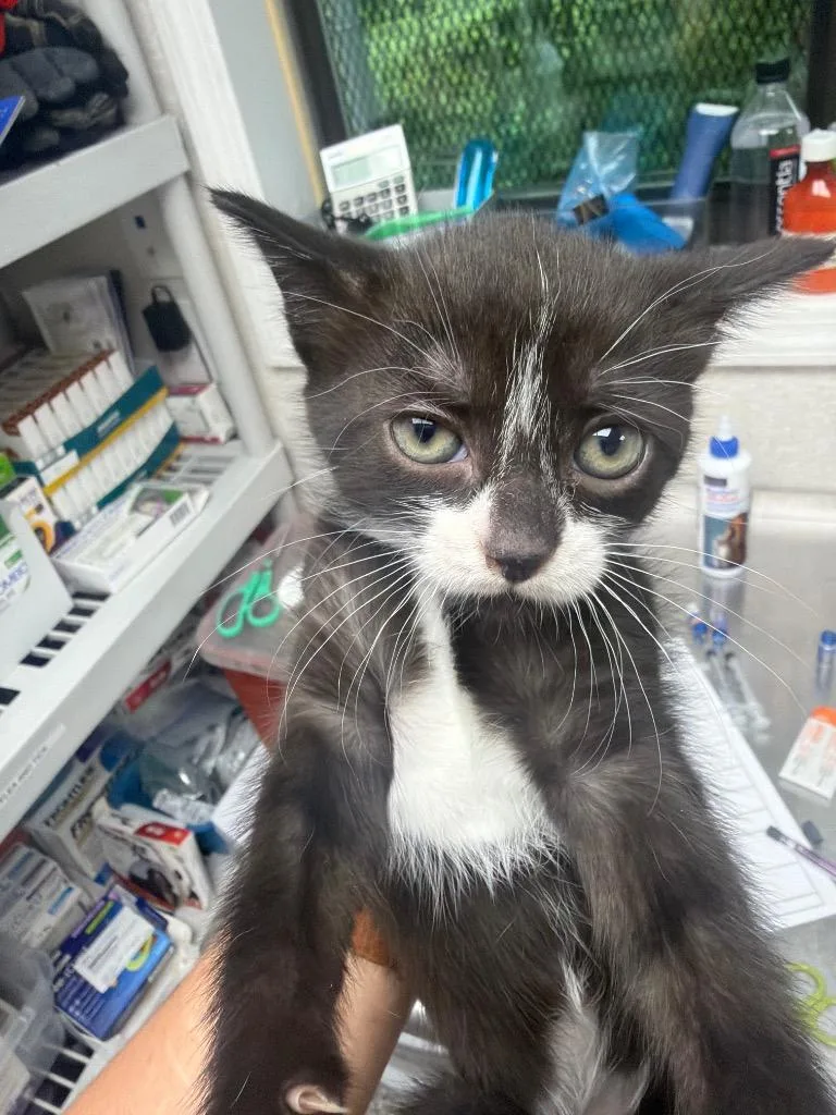 A baby medium-sized female Domestic Short Hair cat named Sissy for adoption in Pomona, NY