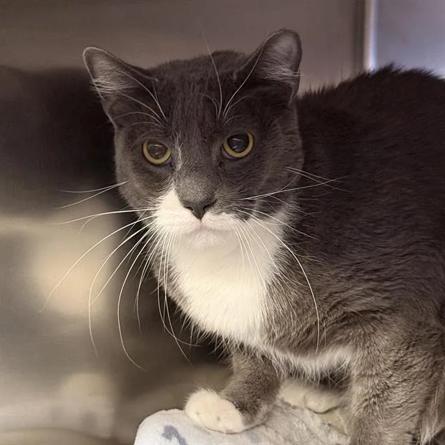 An adult medium-sized male Domestic Short Hair cat named Gabe for adoption in Las Vegas, NV