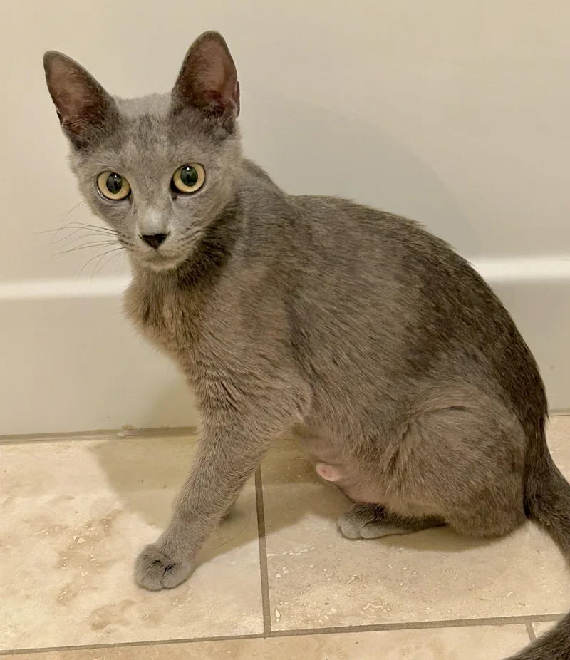 A young medium-sized female Gray / Blue / Silver Russian Blue cat named Trails for adoption in Houston, TX