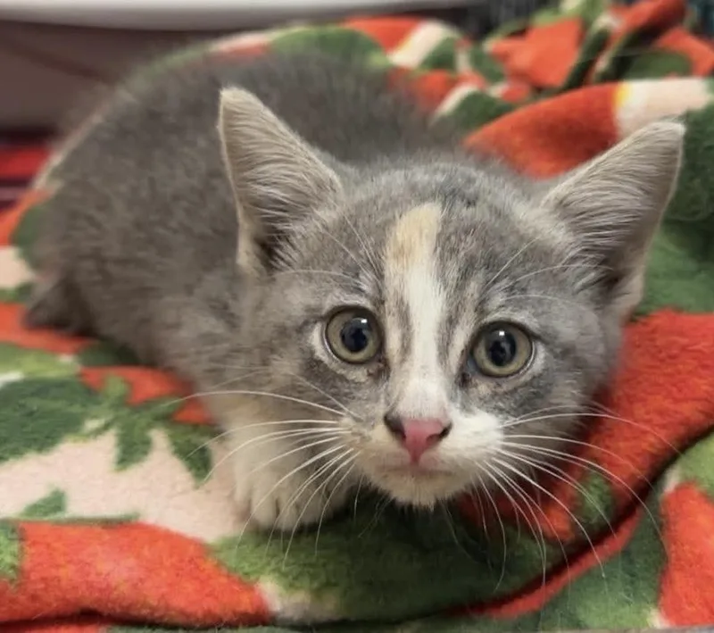 A baby small-sized female Gray & White Domestic Short Hair cat named Lyra for adoption in Fremont, NE