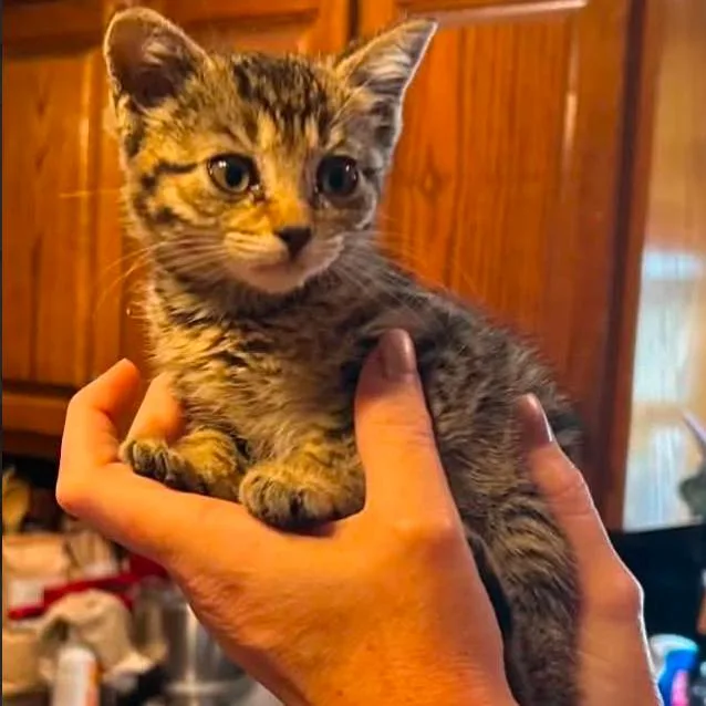 A baby small-sized female Brown / Chocolate Domestic Short Hair cat named River for adoption in Gordonsville, TN