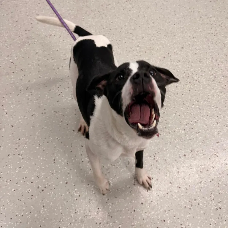 An adult medium-sized female White / Cream Mixed Breed dog named Cowbell for adoption in Indianapolis, IN