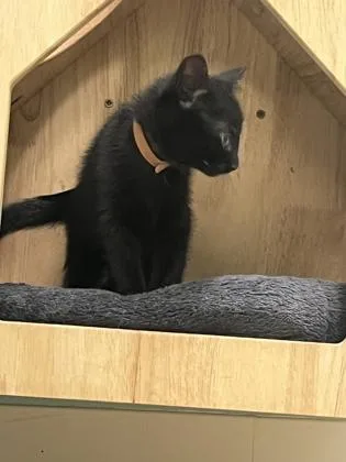 A young small-sized female Domestic Short Hair cat named Jalapeńo for adoption in Columbus, IN