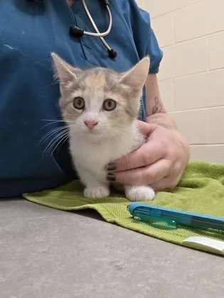 A baby small-sized female Domestic Short Hair cat named Darlin for adoption in Westland, MI