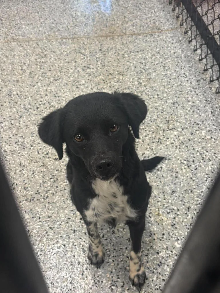 An adult medium-sized female Australian Cattle Dog / Blue Heeler dog named Meg for adoption in Republic, MO