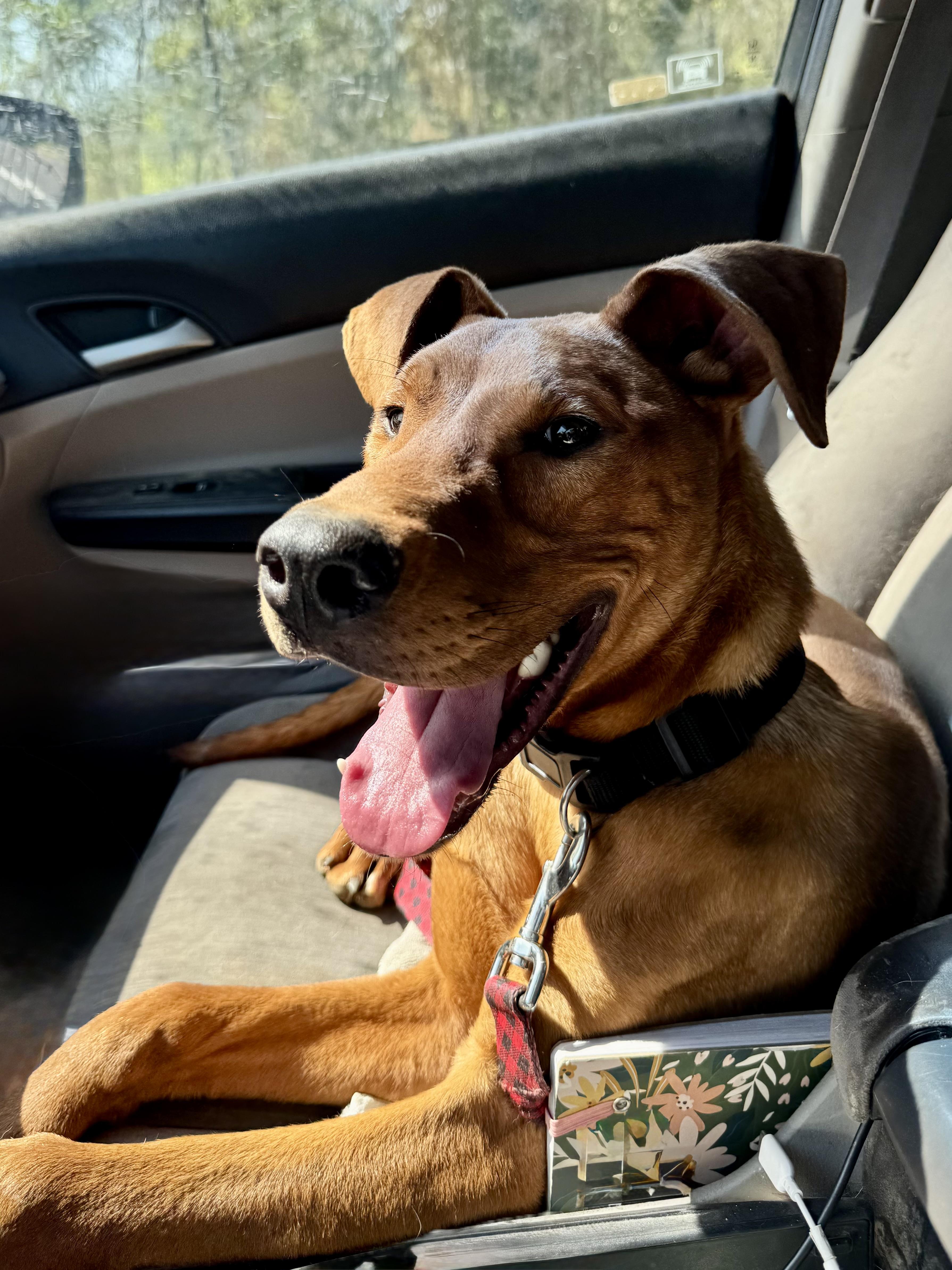 A young medium-sized male Red / Chestnut / Orange Redbone Coonhound dog named Barron for adoption in Scroggins, TX